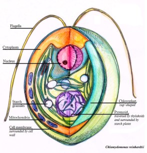 Cross_section_of_a_Chlamydomonas_reinhardtii_algae_cell
