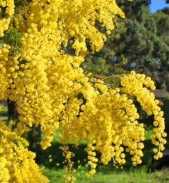 Acacia